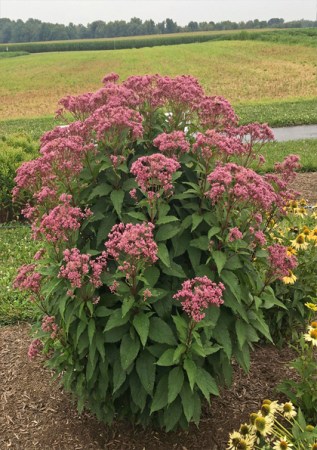 EUPATORIUM purpureum